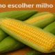 Como escolher milho verde